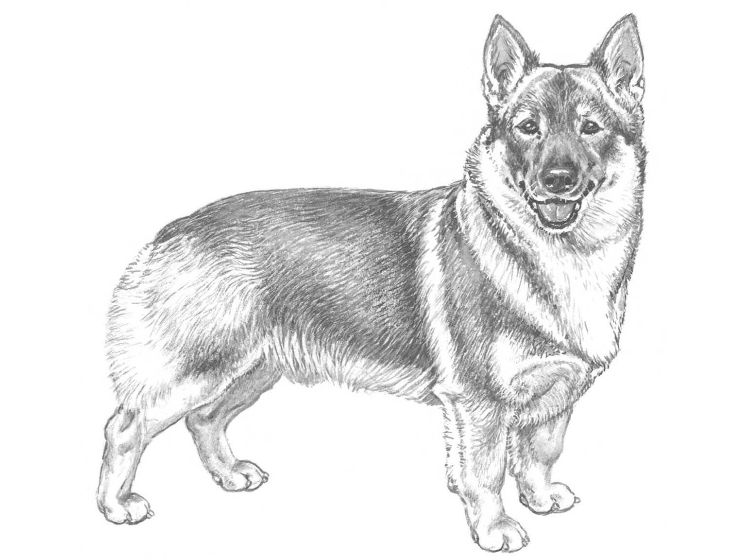 Illustration av hundrasen västgötaspets