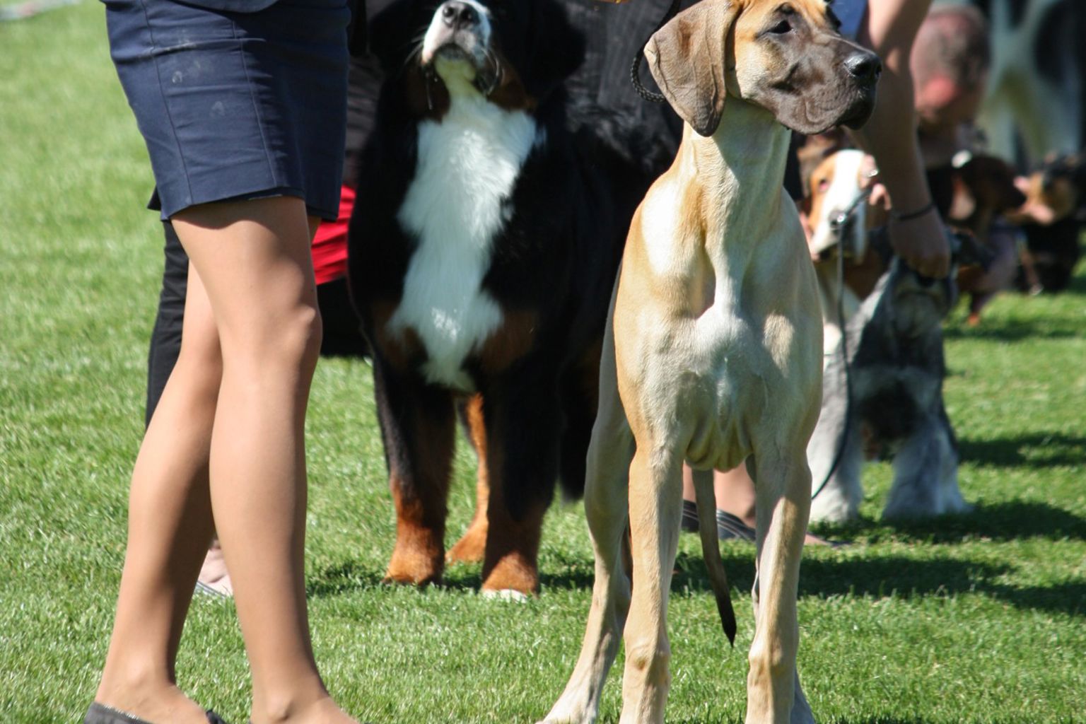 En kvinna visar upp sin hund på en hundutställning.