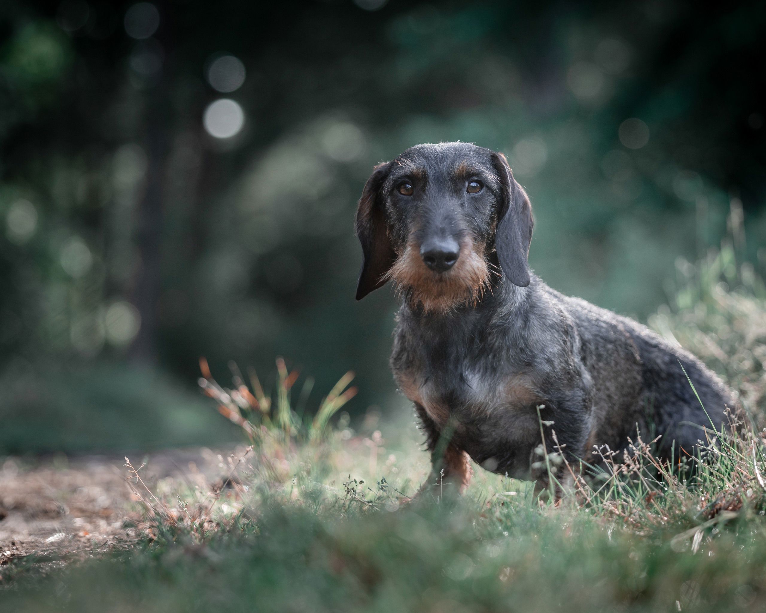 Strävhårig tax som sitter i skogen i solsken