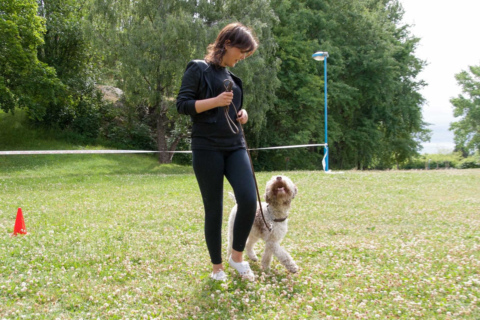 lagotto går rallylydnad