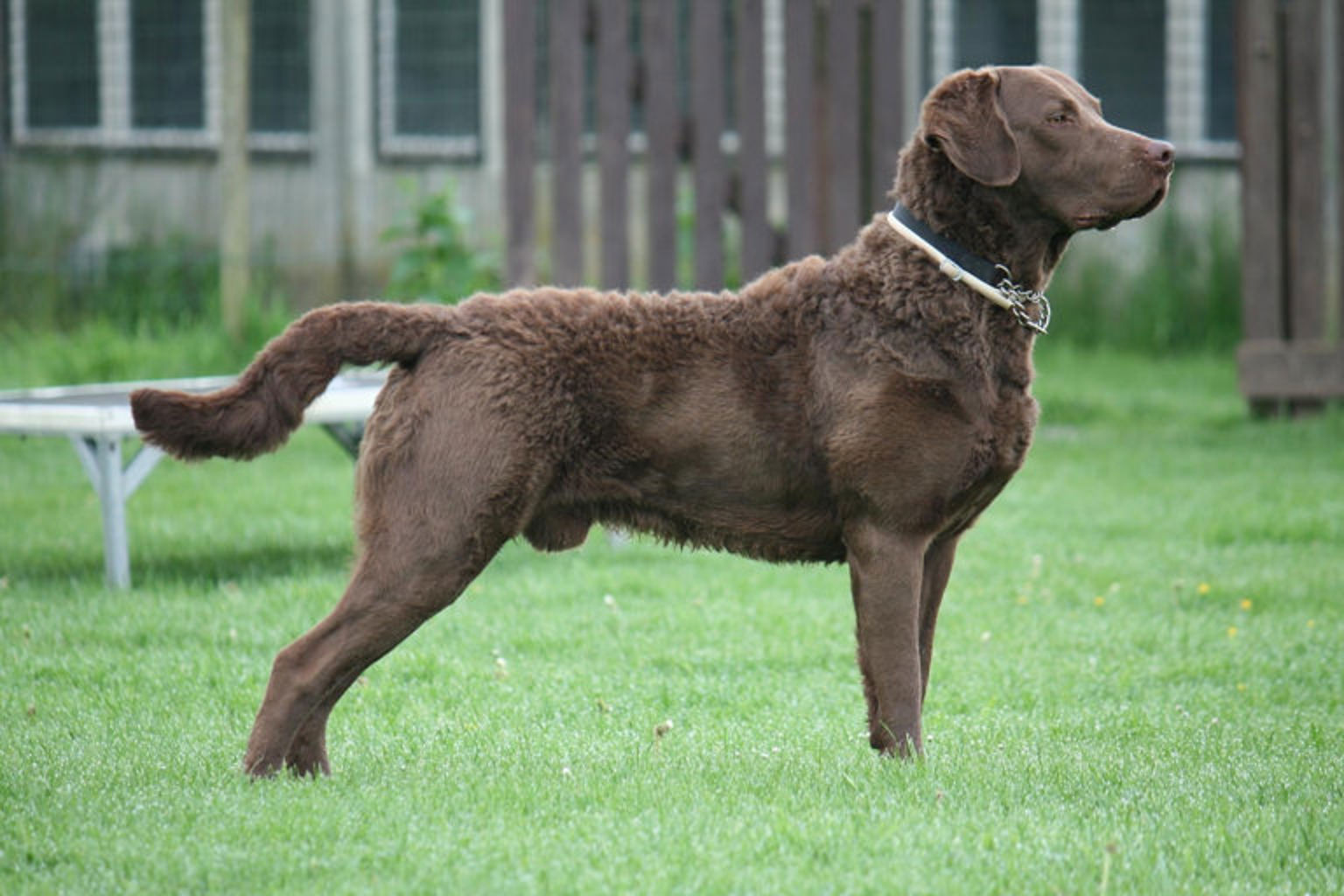 Curly coated retriever poserar ute på gräsmattan