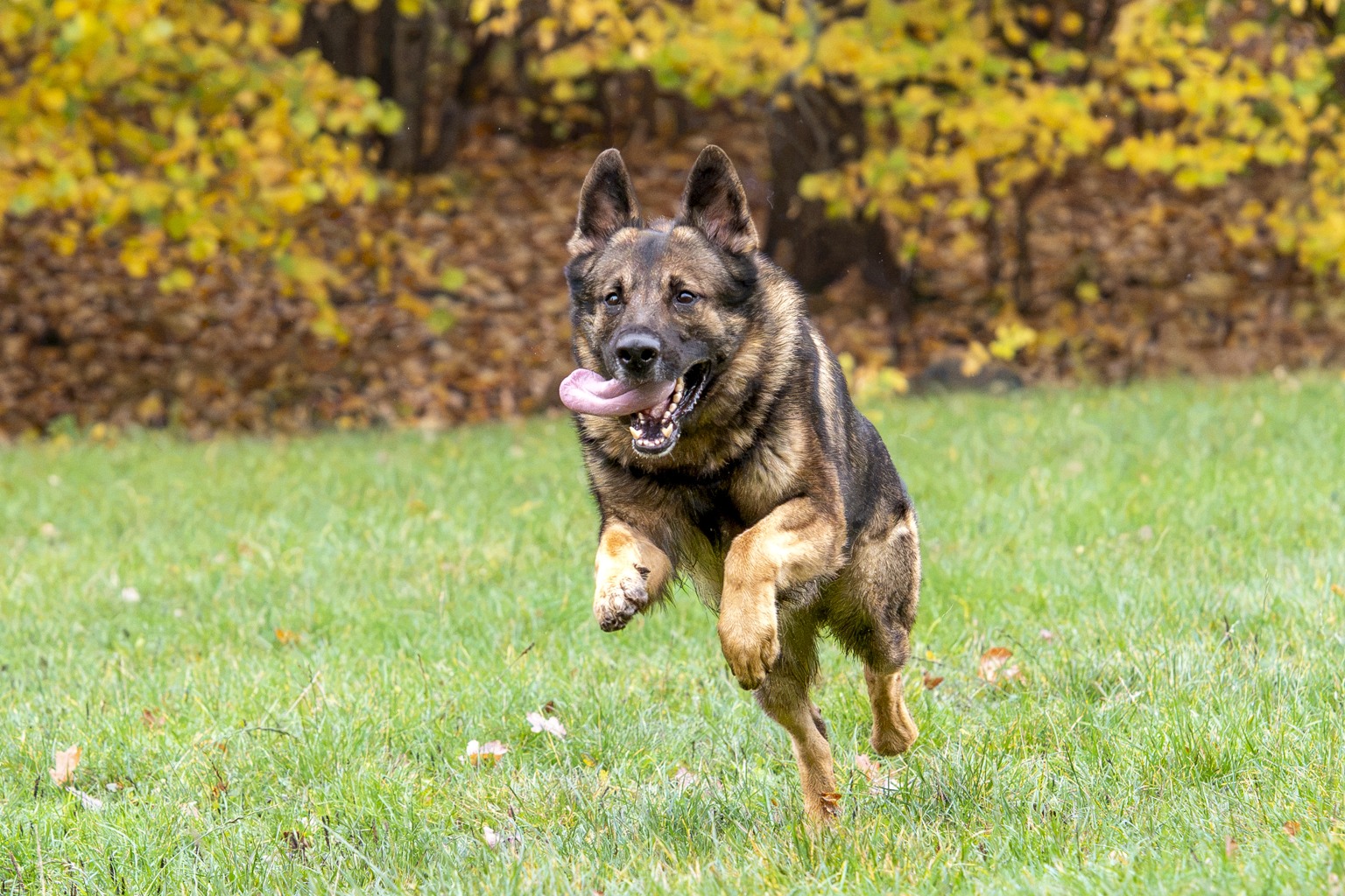 Tyska schäferhunden Försvarsmaktens Sid älskar att arbeta. Foto: Måns Engelbrektsson