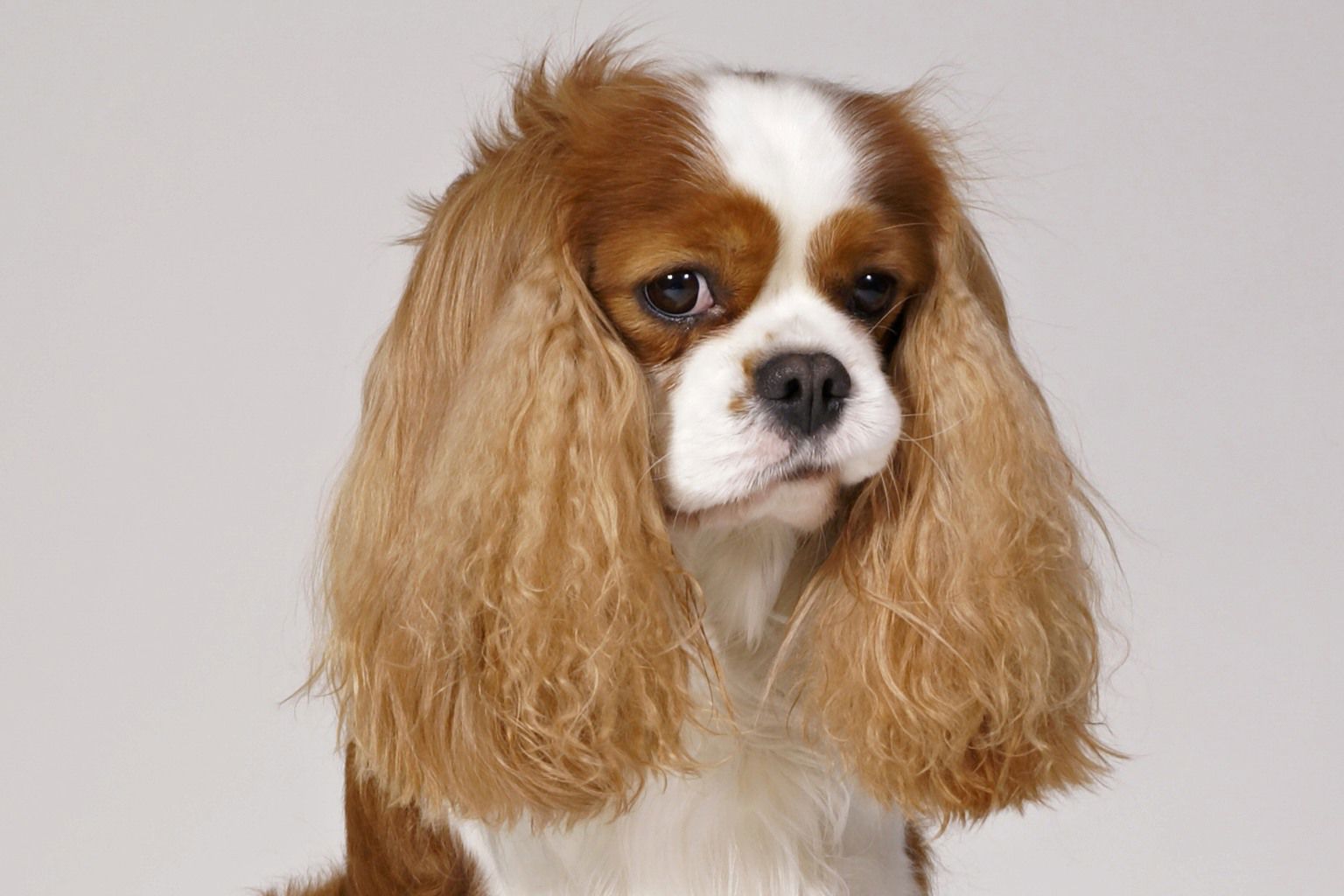 King charles spaniel