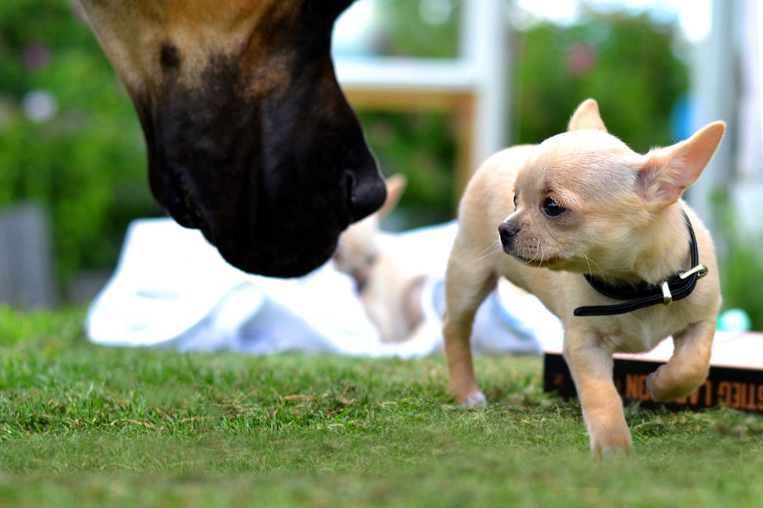 chihuahua