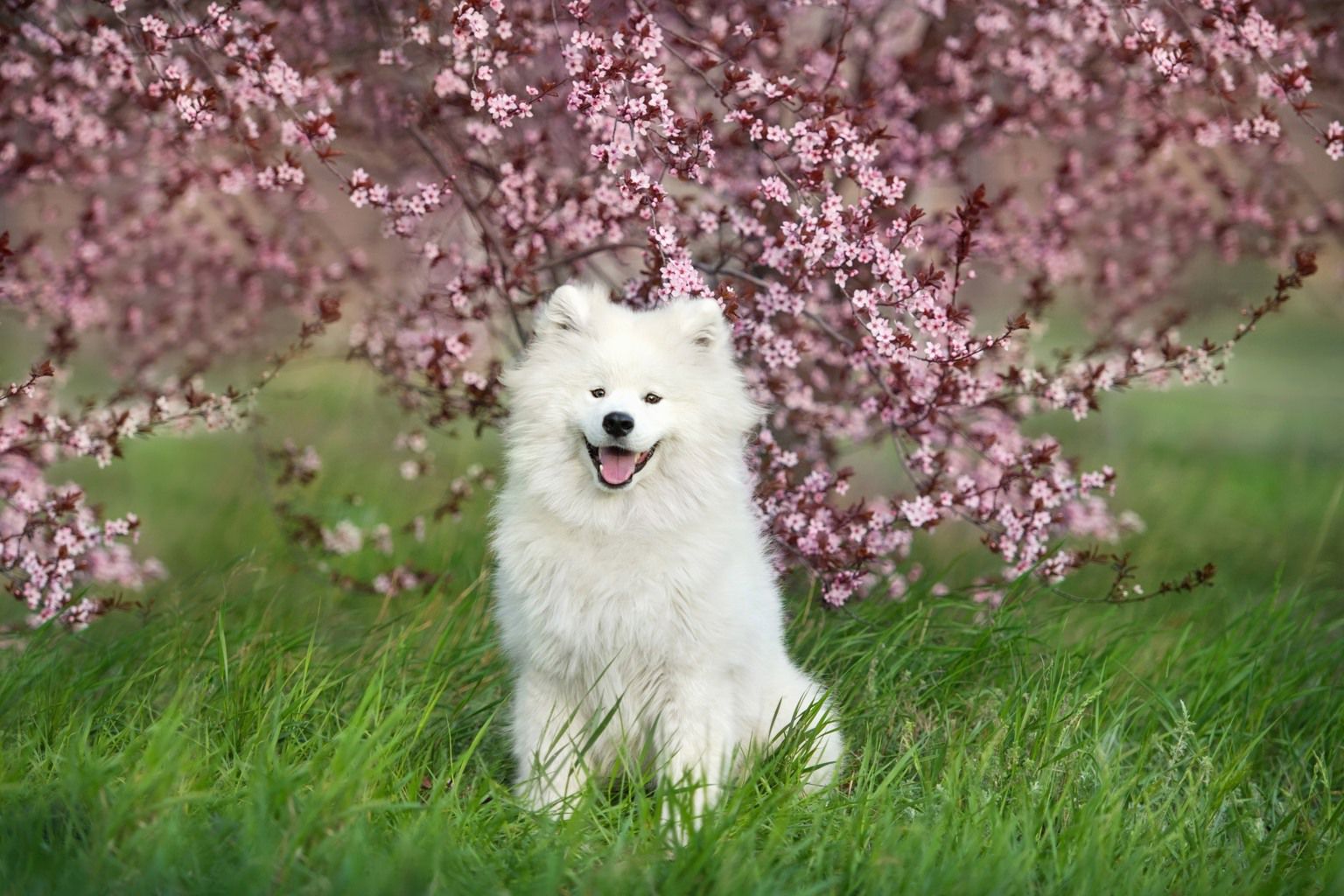 Samojed