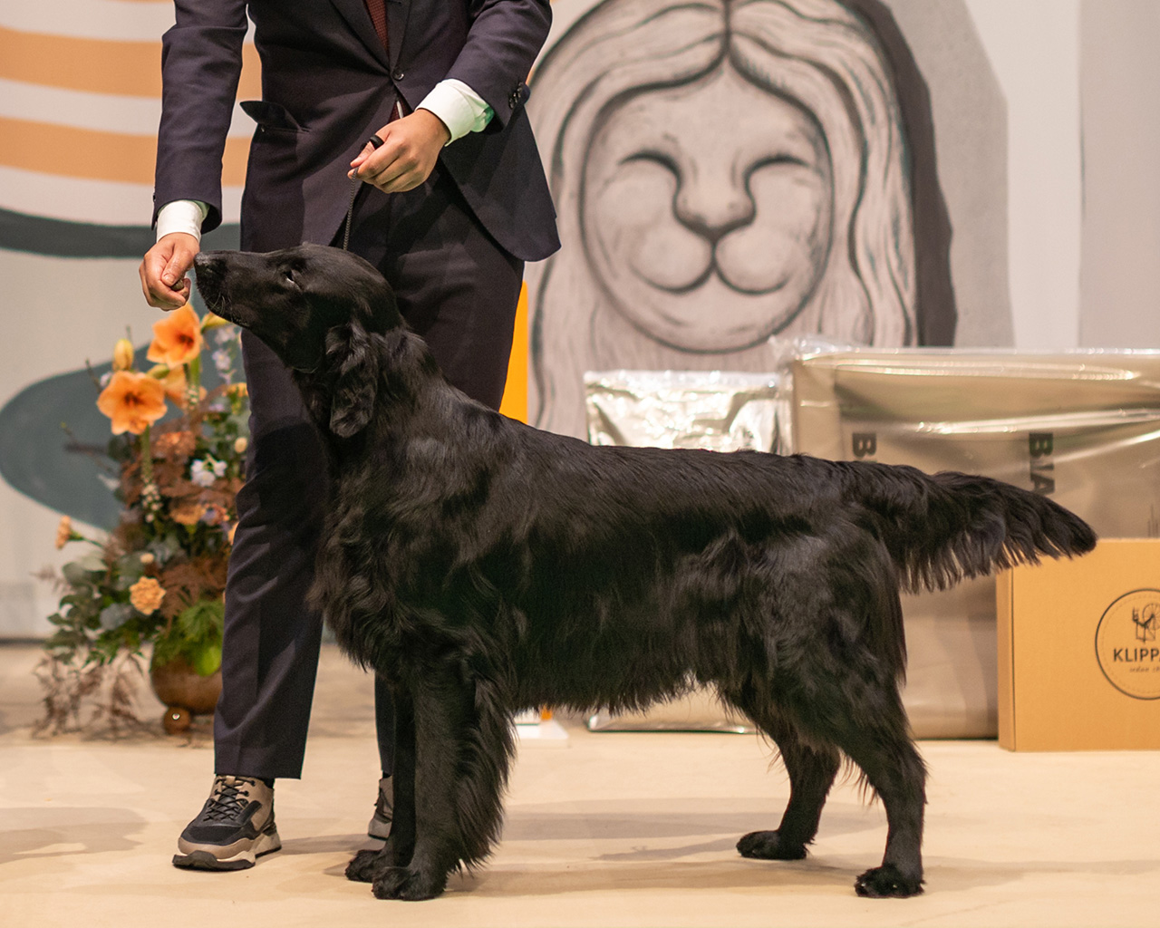 Flat coated retriever winning Best in Show at Stockholm Hundmässa