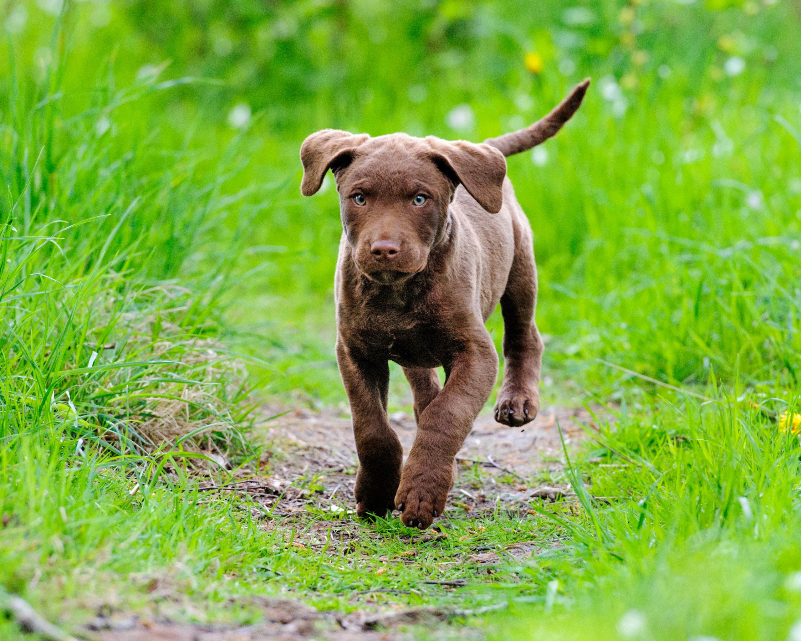 Valp springer på stig