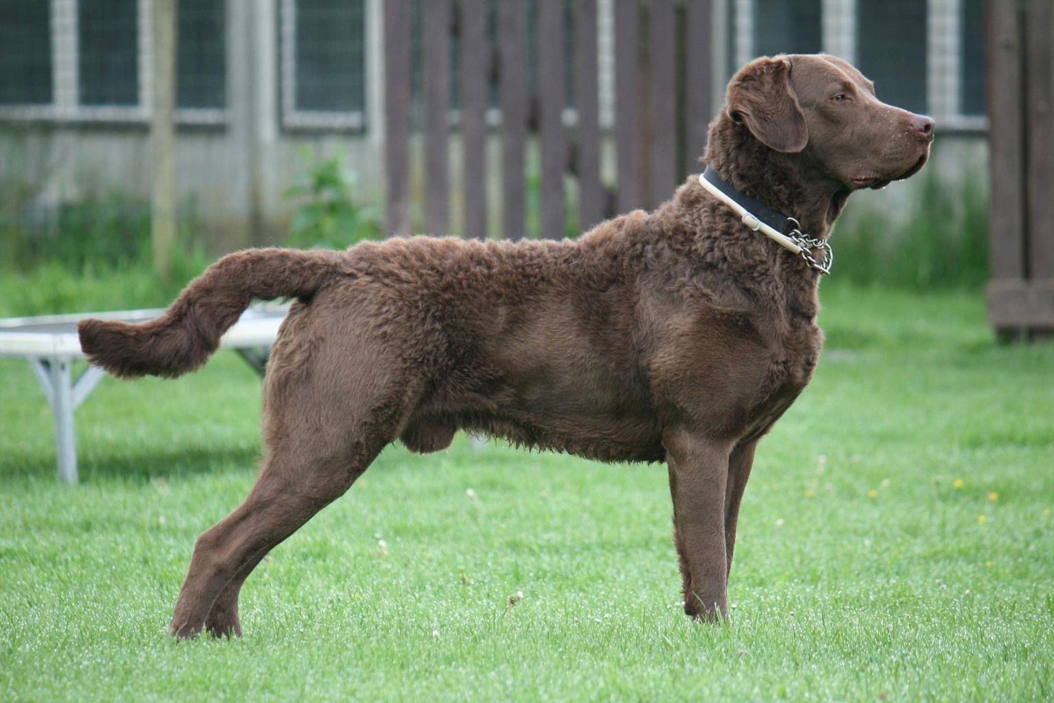 Curly coated retriever poserar ute på gräsmatta.