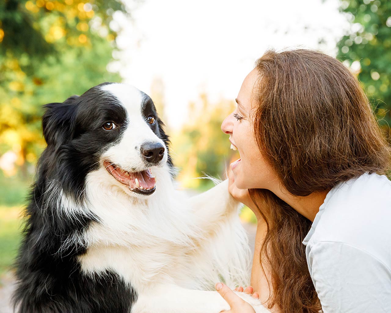 Border collie som tittar in i kameran med skrattande kvinna