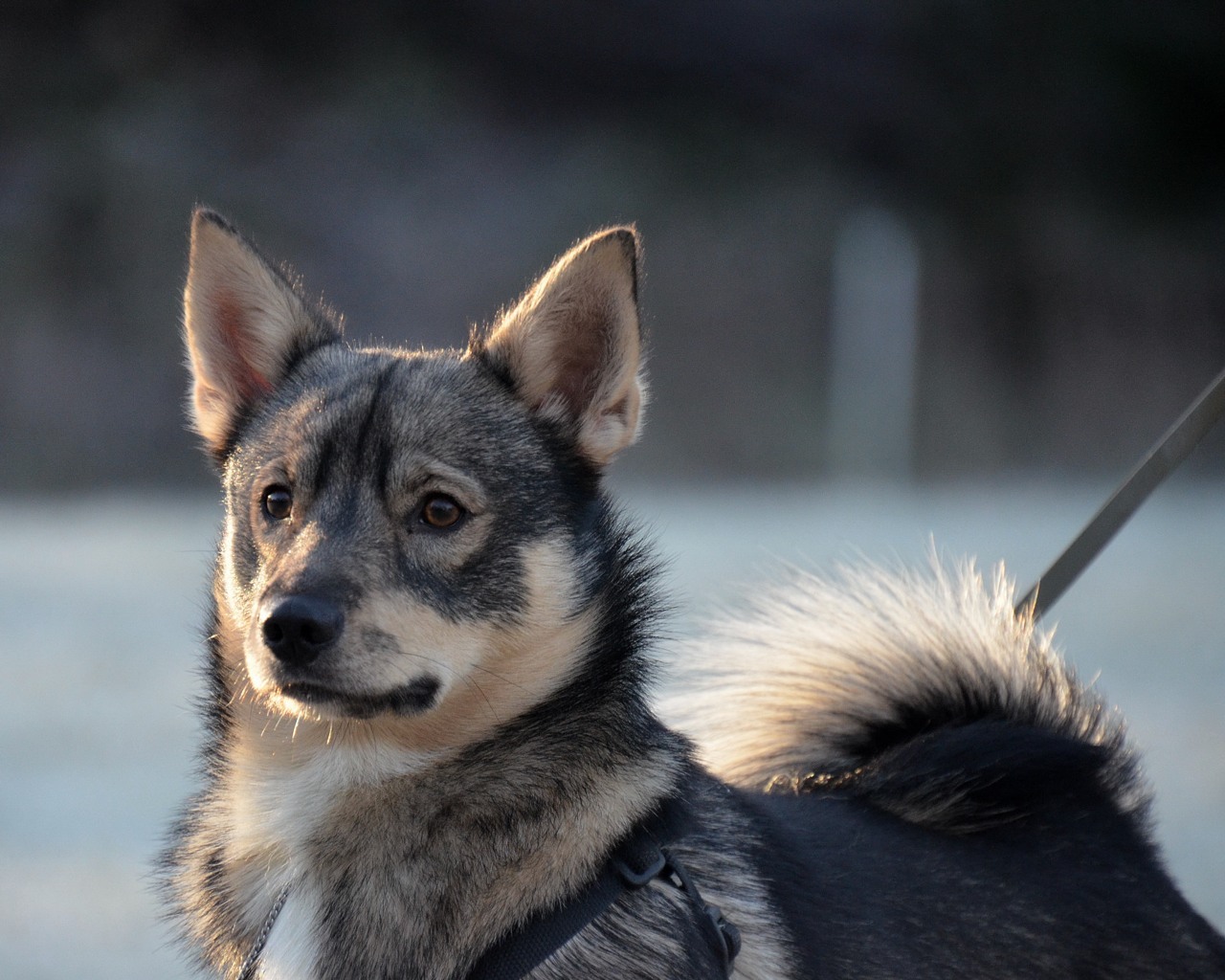 Porträttbild på västgötaspets