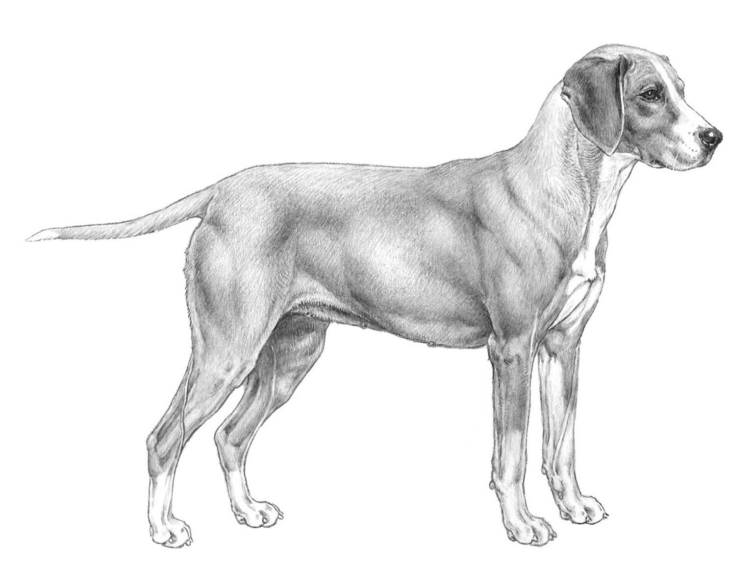 Illustration av hundrasen gotlandsstövare