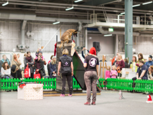 Hund står högst upp på ett hinder. Hundförare i förgrunden, publik i bakgrunden.