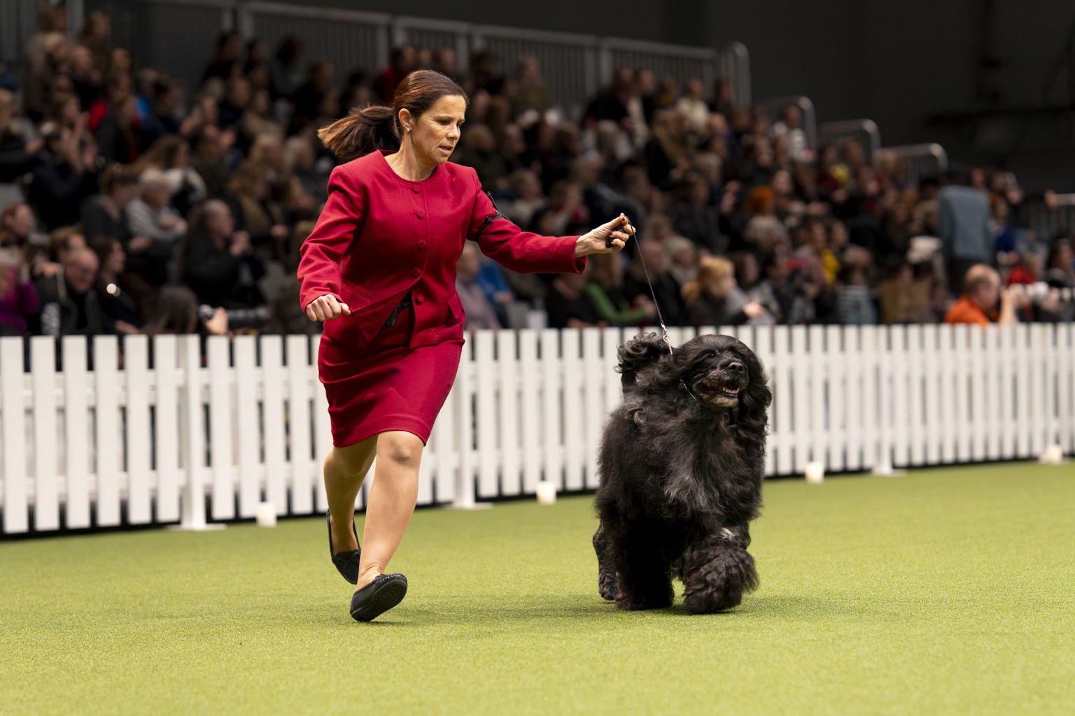 Kvinna i rött med portugisisk vattenhund i utställningsringen på Stockholm Hundmässa
