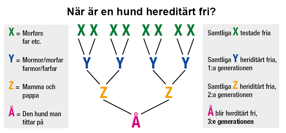 Illustration som beskriver när en hund är hereditärt fri