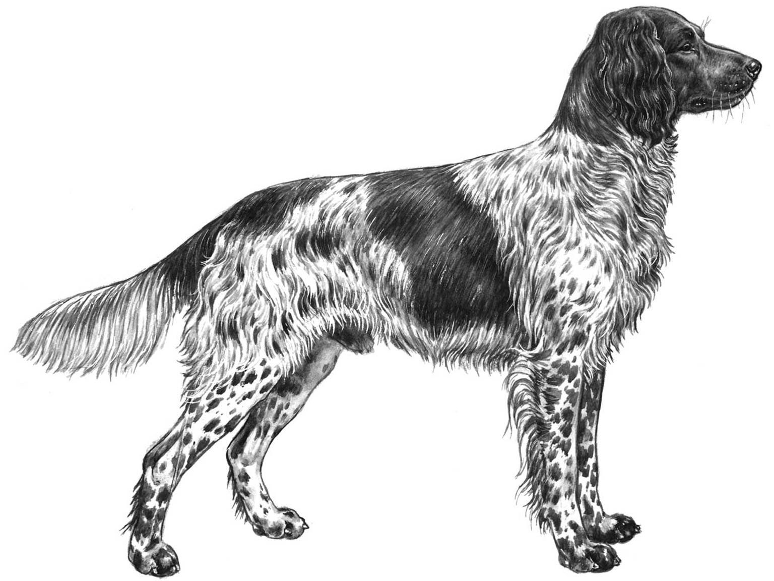 Illustration av hundrasen grosser münsterländer