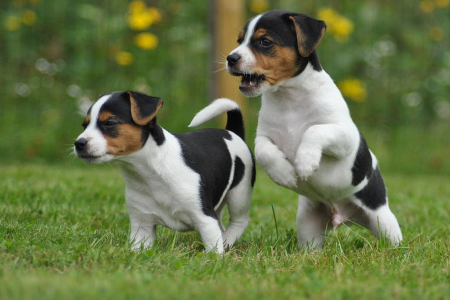 två dansk-svenska gårdshundsvalpar leker