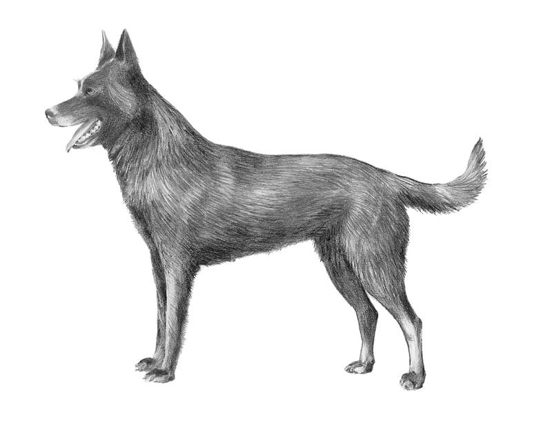 Hollandse herdershond, korthårig