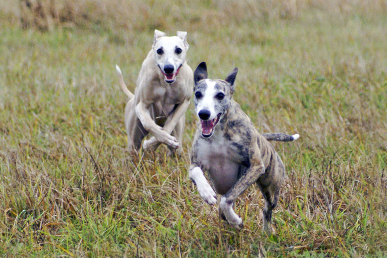 whippets springer fort