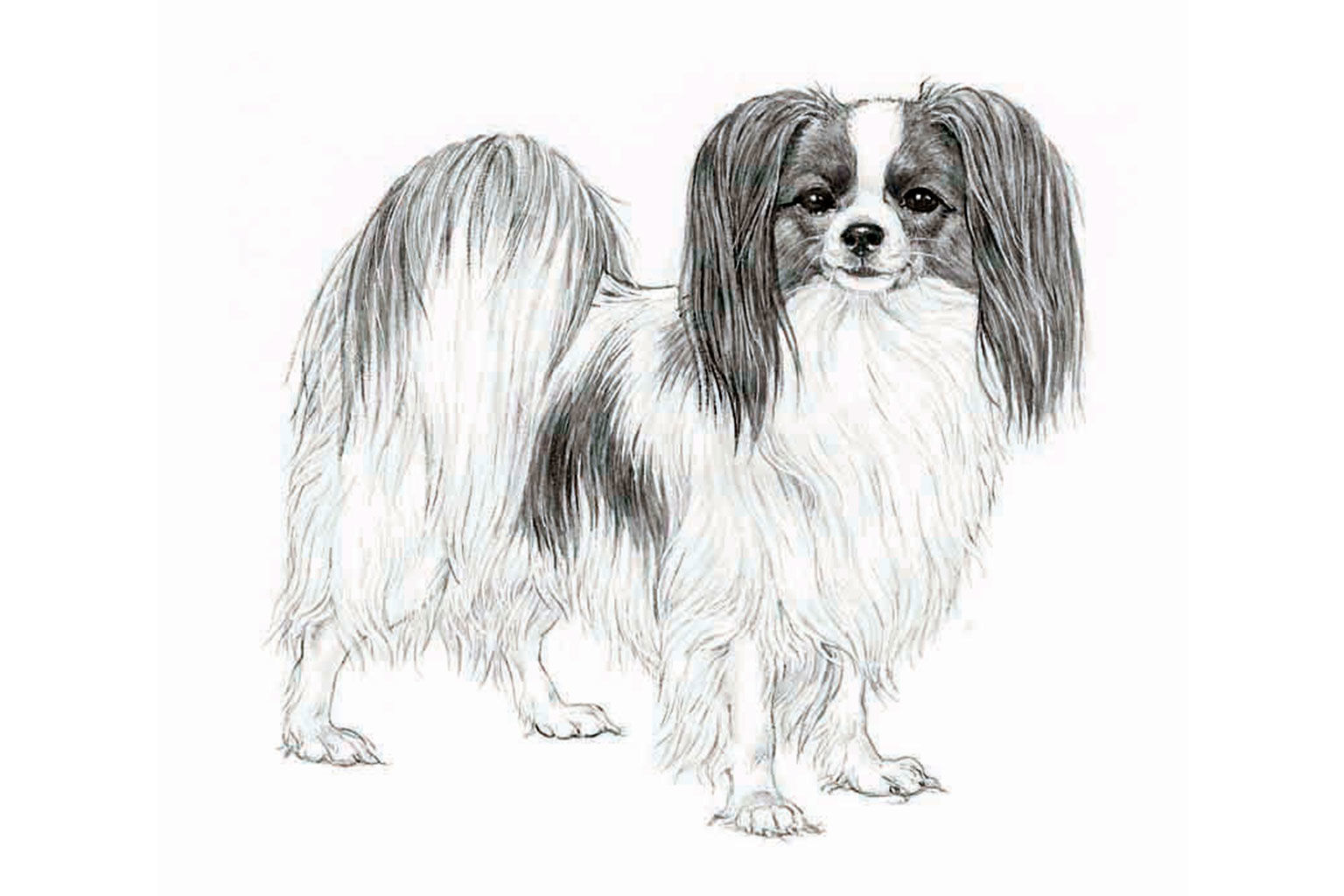 Illustration av hundrasen phalène