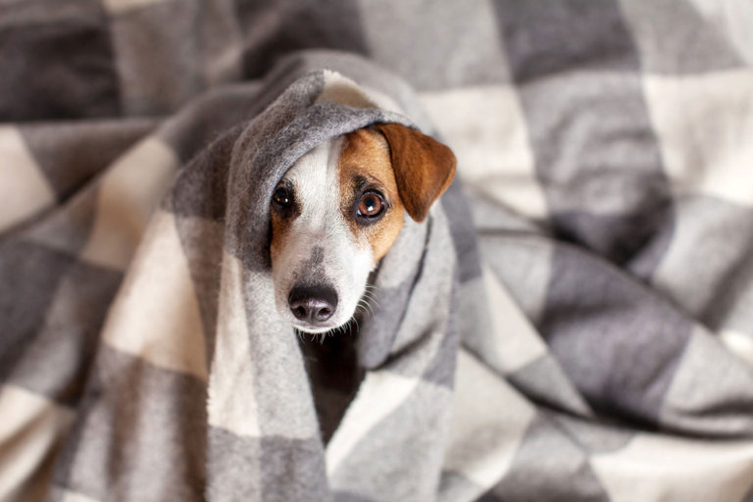 Hund tittar ut från under en filt