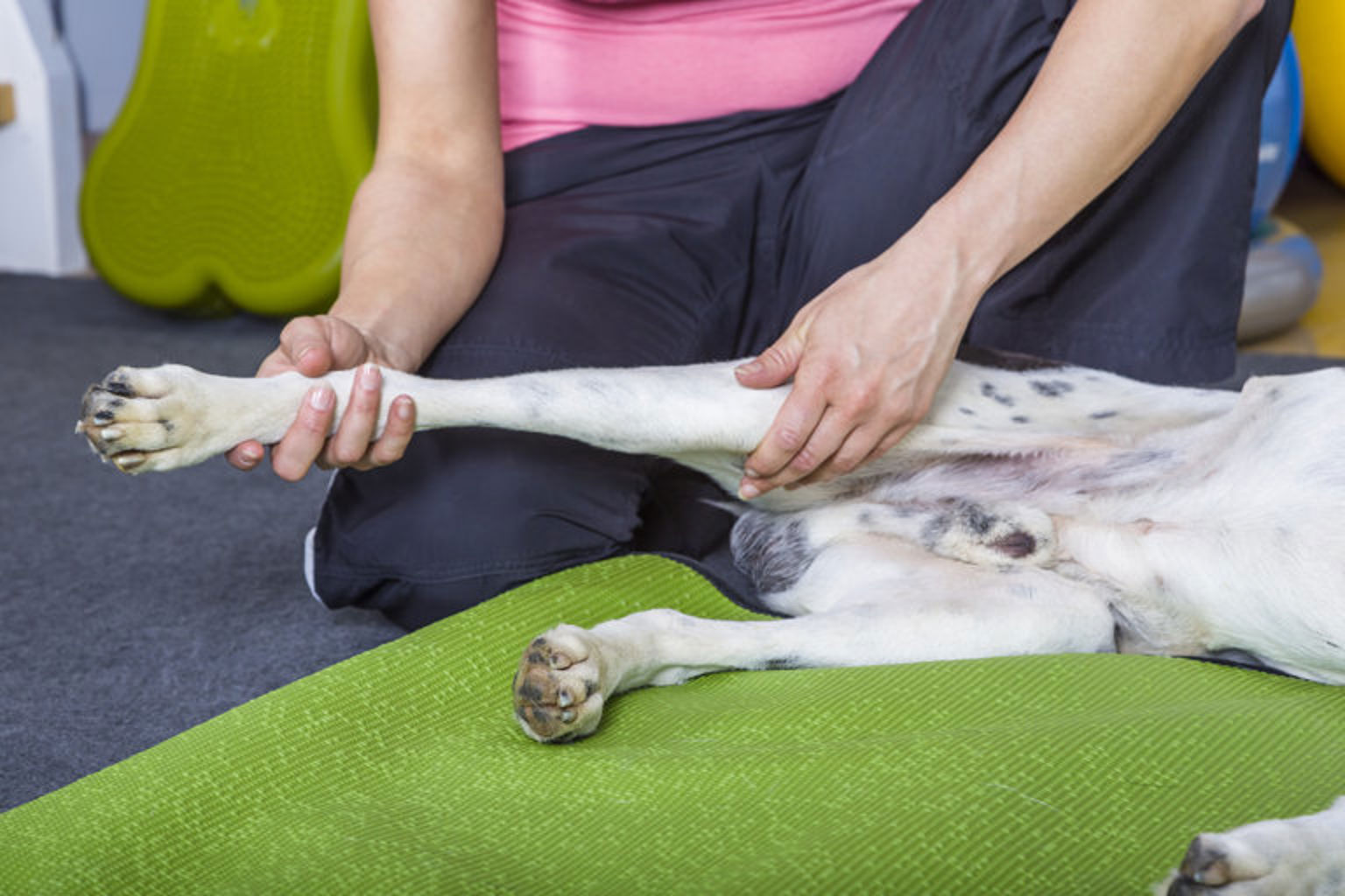 hund blir undersökt av veterinär