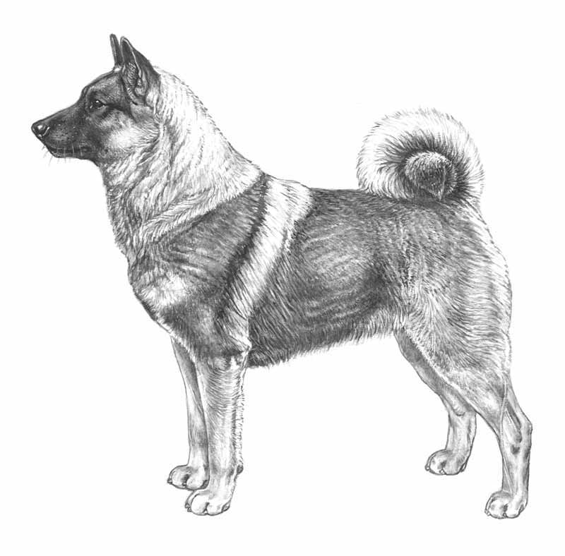 Norsk älghund, grå (gråhund)