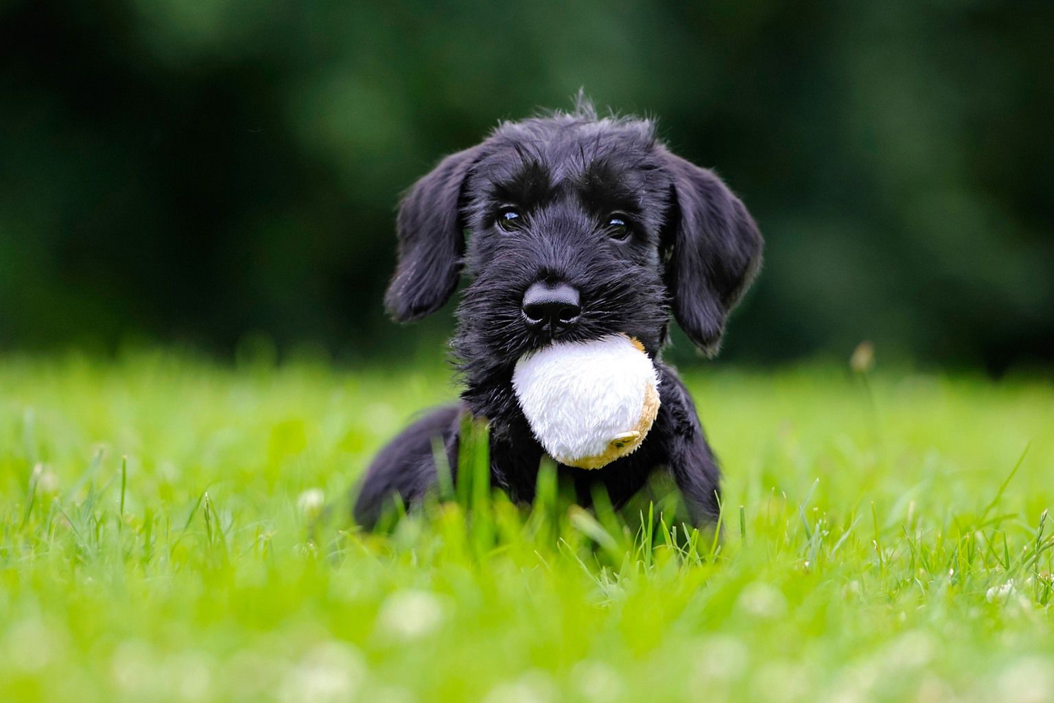 Hundvalp av rasen riesenschnauzer ligger med en boll i munnen på en äng.