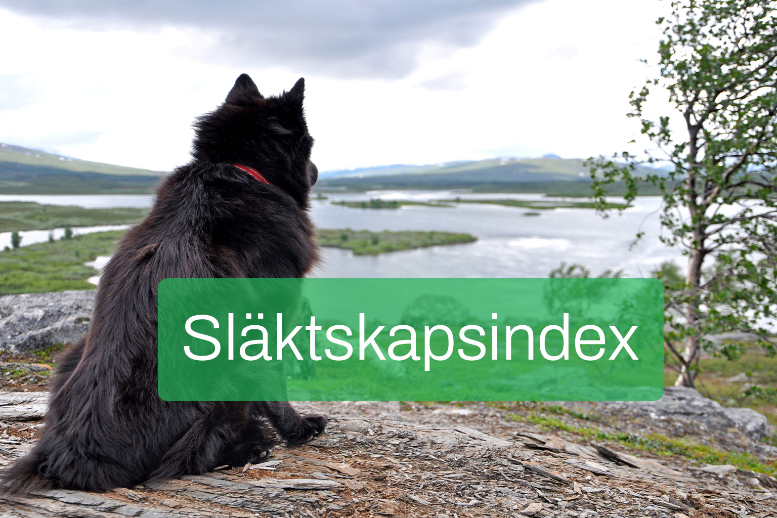 Svensk lapphund bakifrån tittar ut över fjällandskap