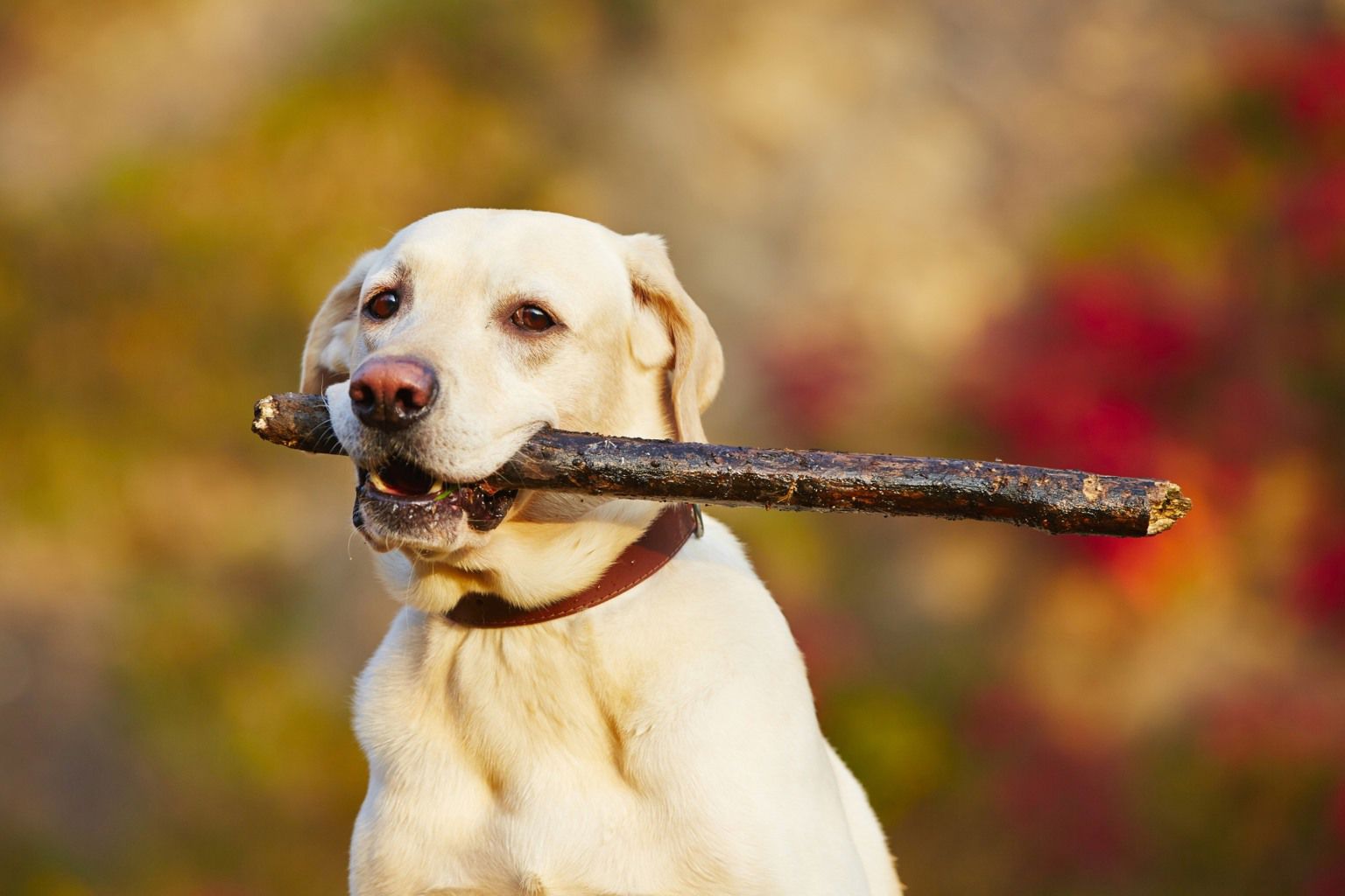 Labrador