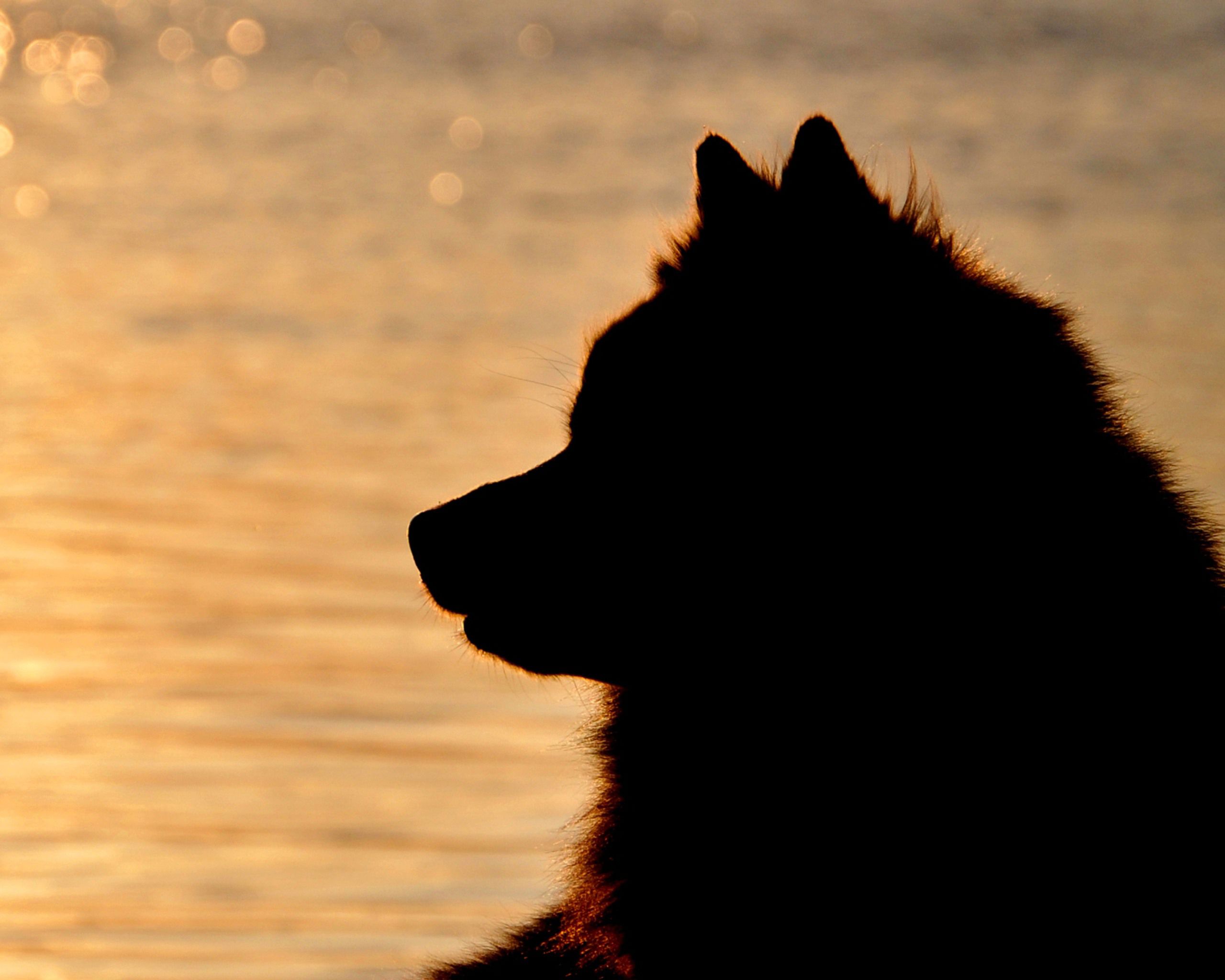 svensk lapphund i solnedgång