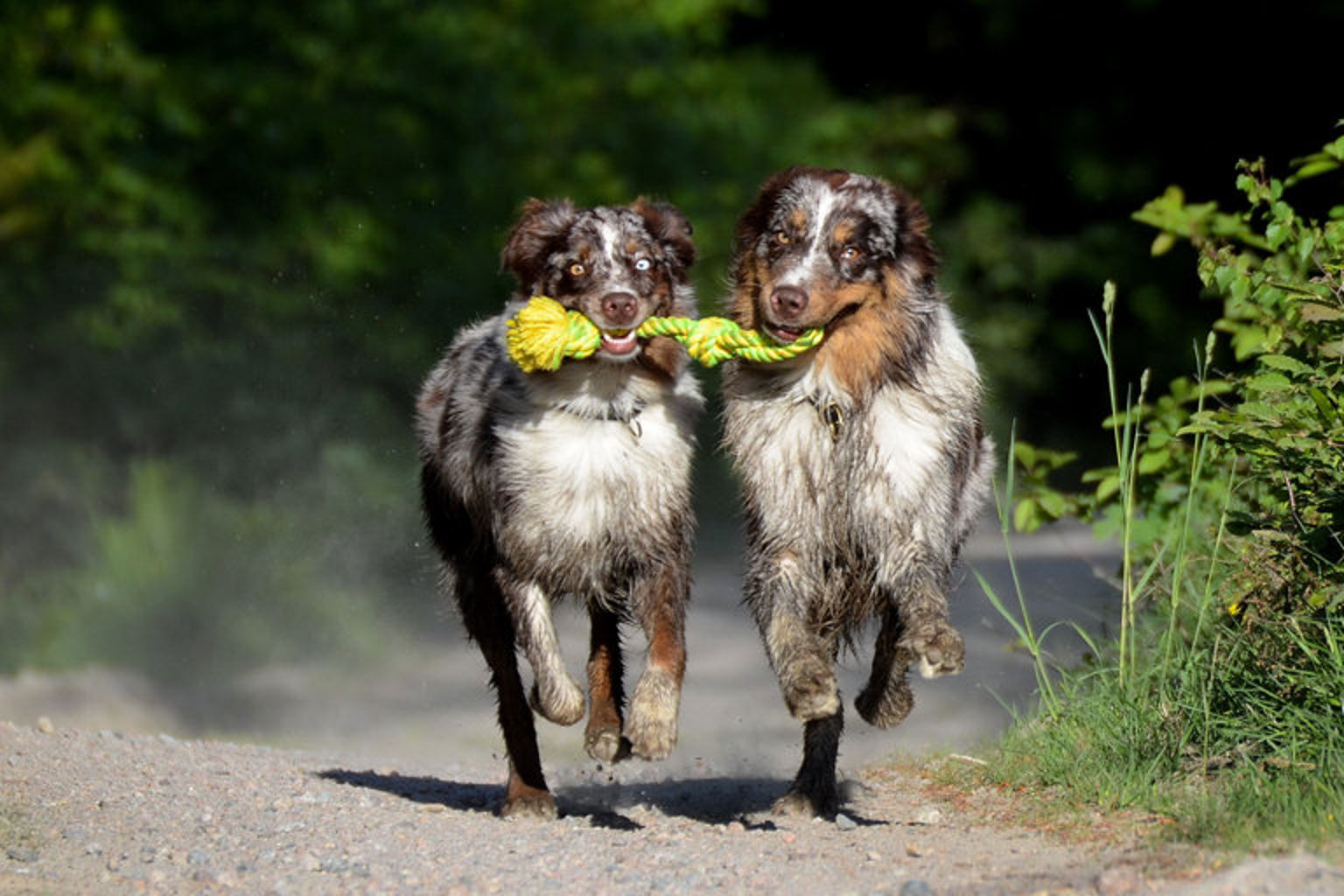 Två australian shepherd springer mot kameran med leksak i munnen