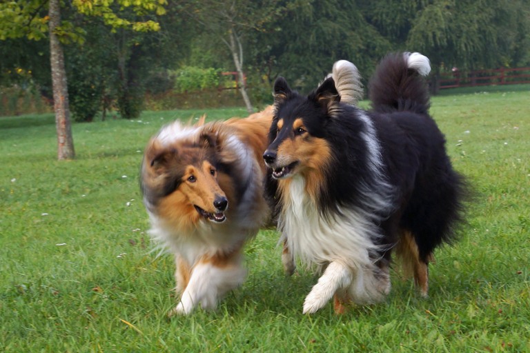 Studie: Hundars mentalitet kan styras med avel