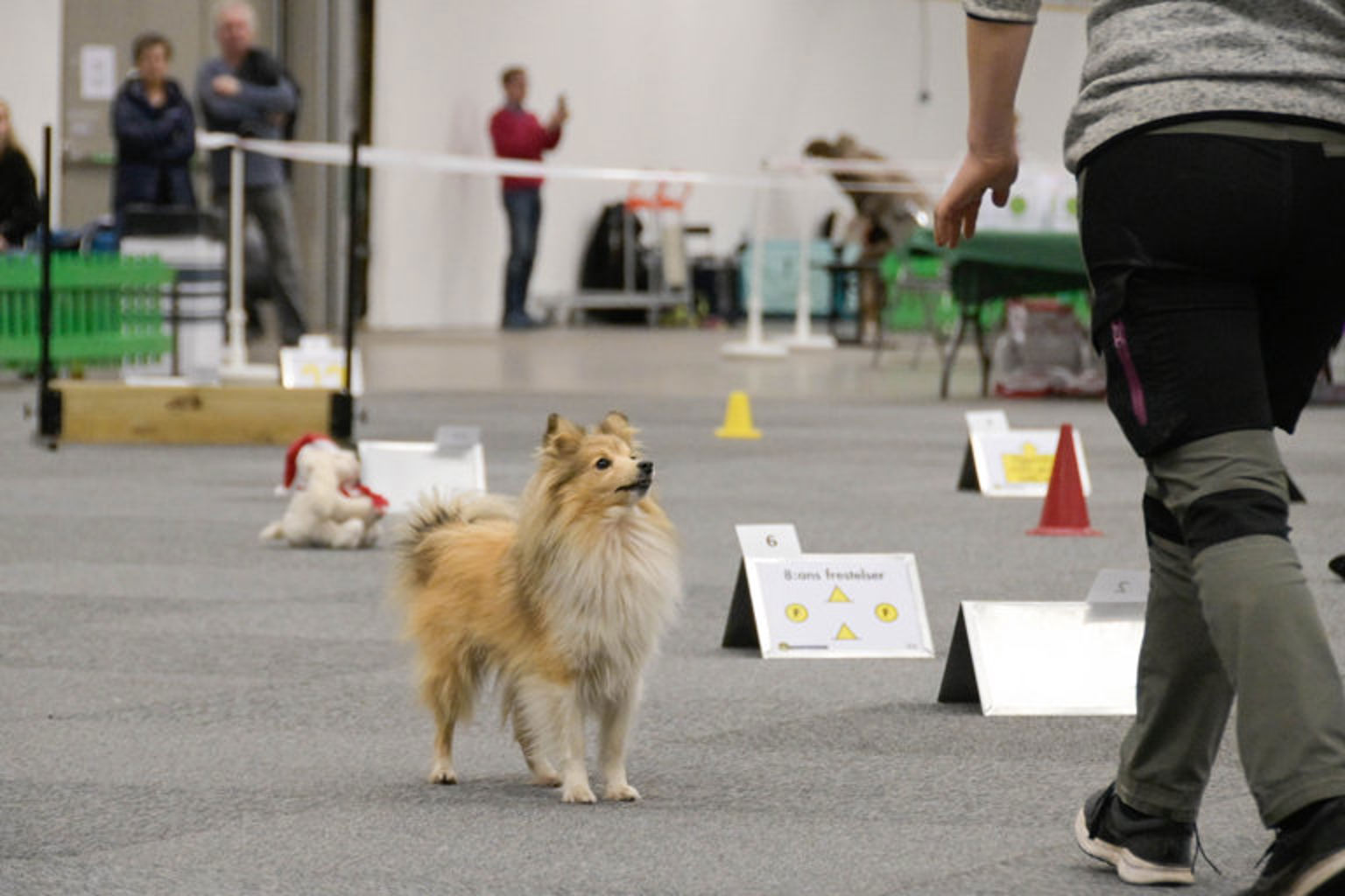 Shetland sheepdog på rallylydnad