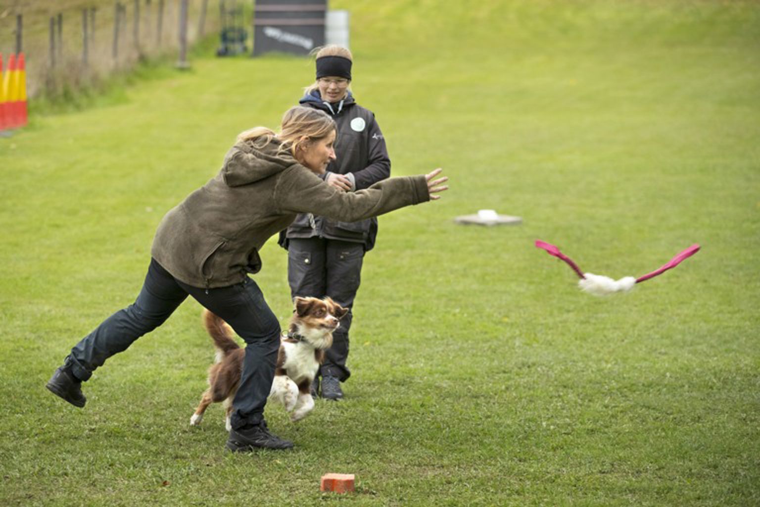 MAS, BPH, Miniature australien shepherd