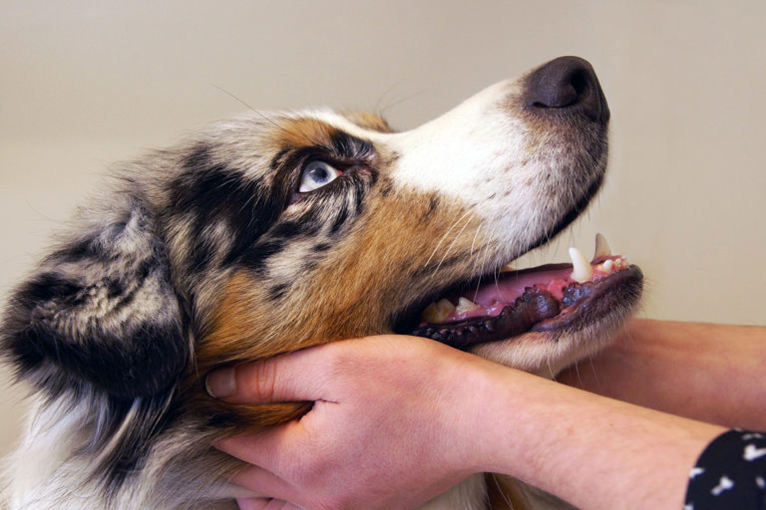 hund vilar huvudet i en människas händer