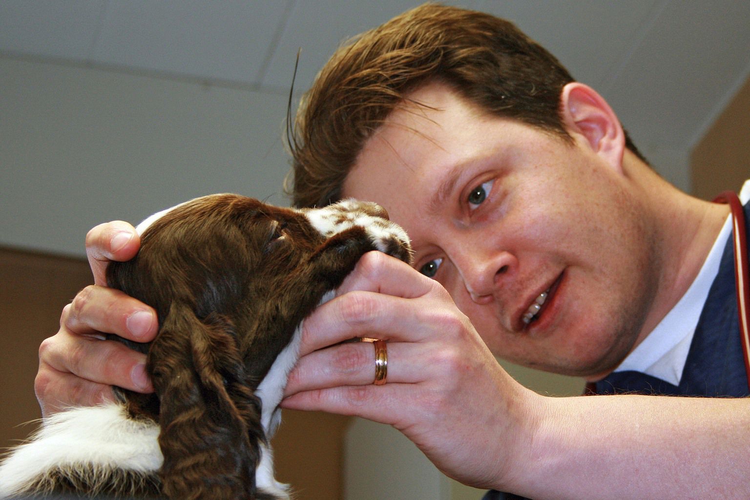 Hund blir undersökt hos veterinär