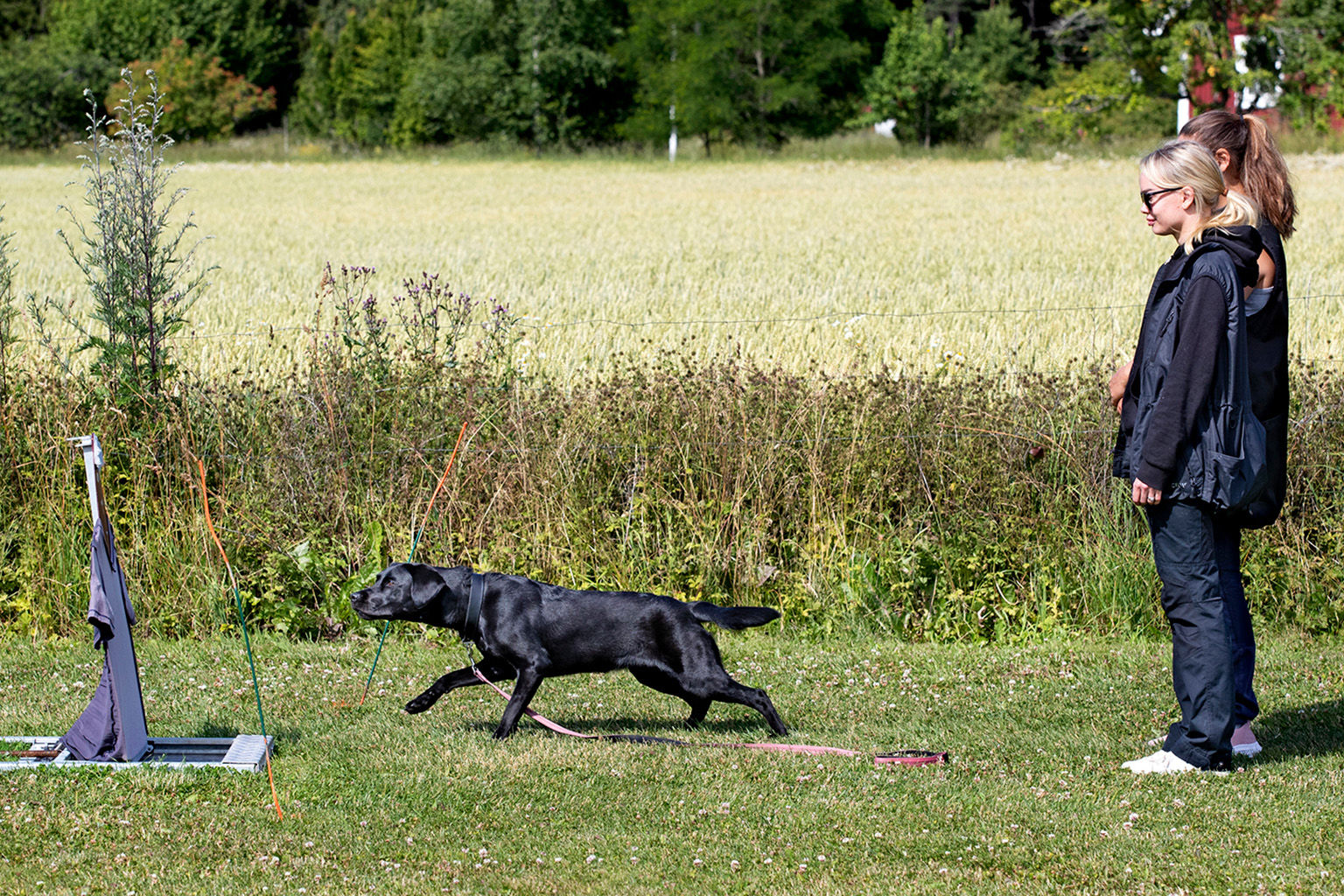 Labrador genomför momentet "överraskning" på BPH.