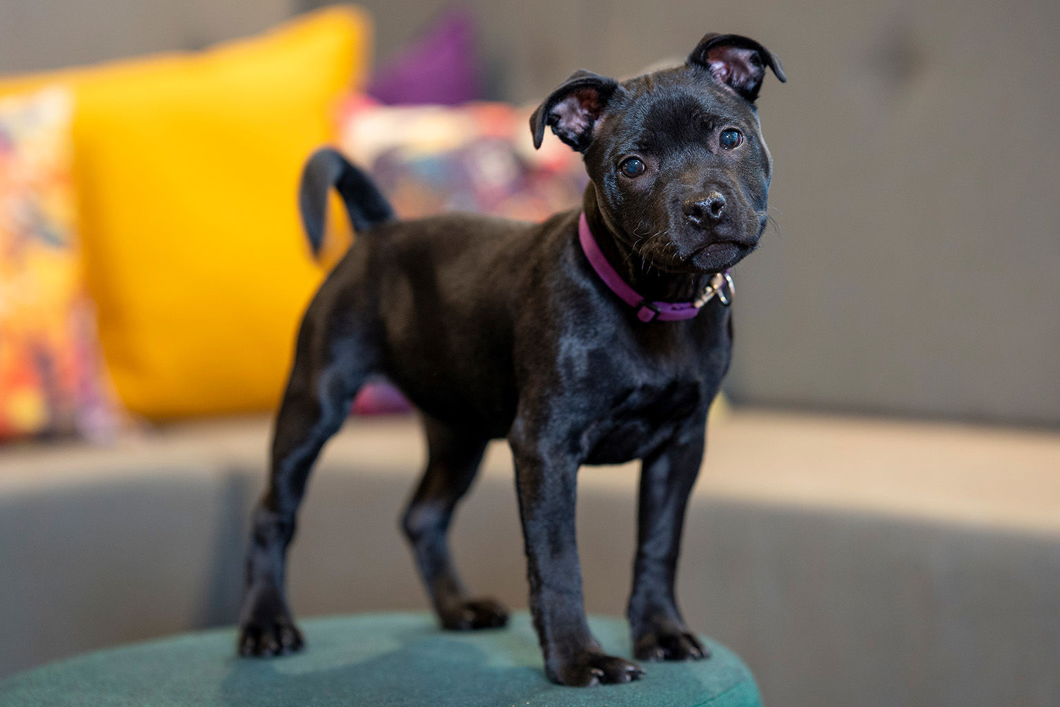 Staffordshire bullterriervalp står på en pall.