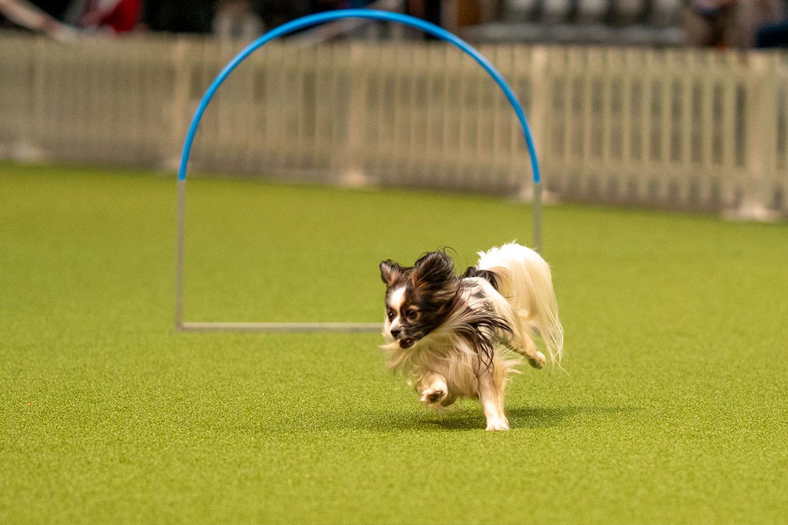 papillon tävlar hoopers