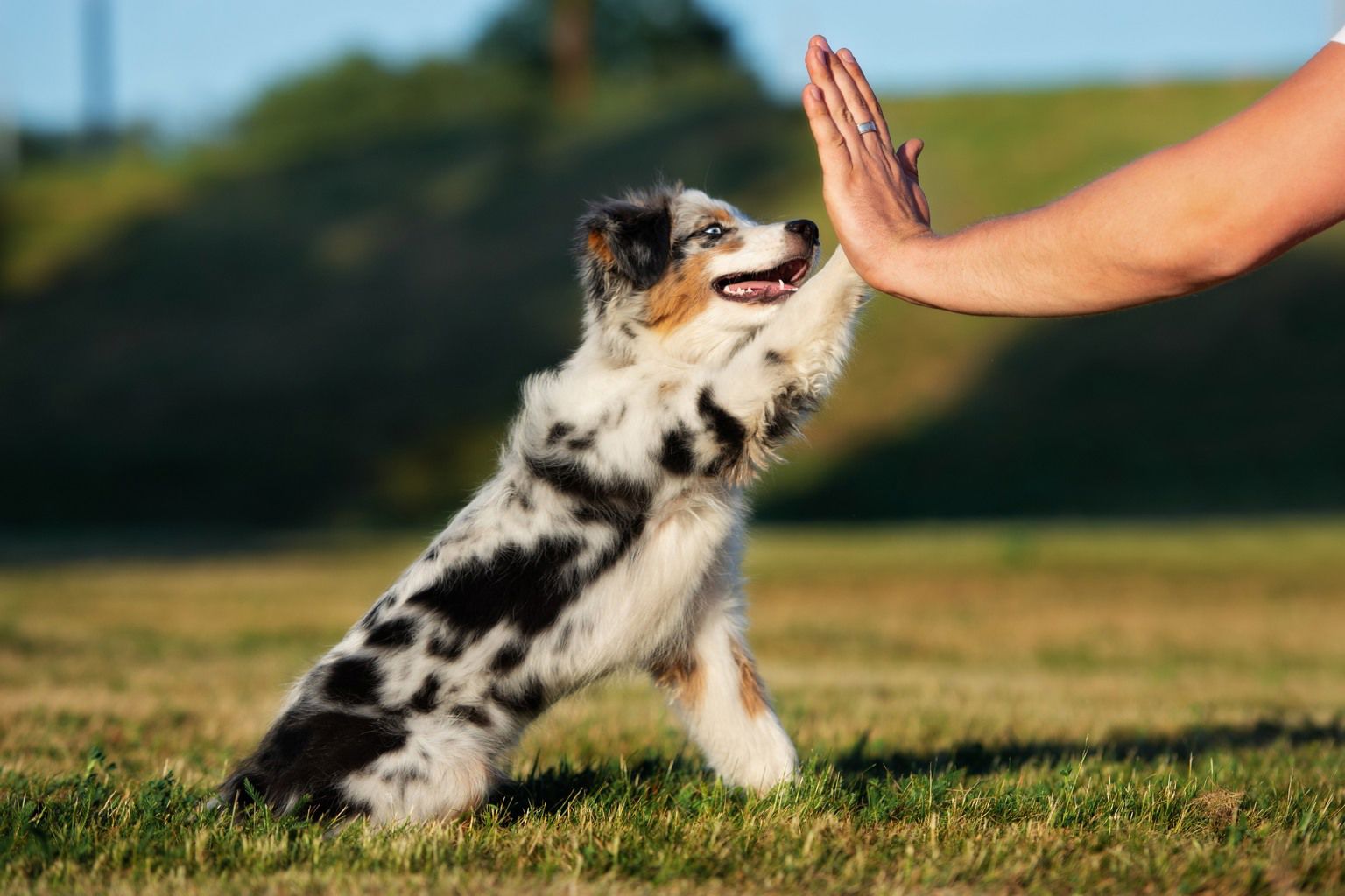 Hundvalp och människa "high five:ar".