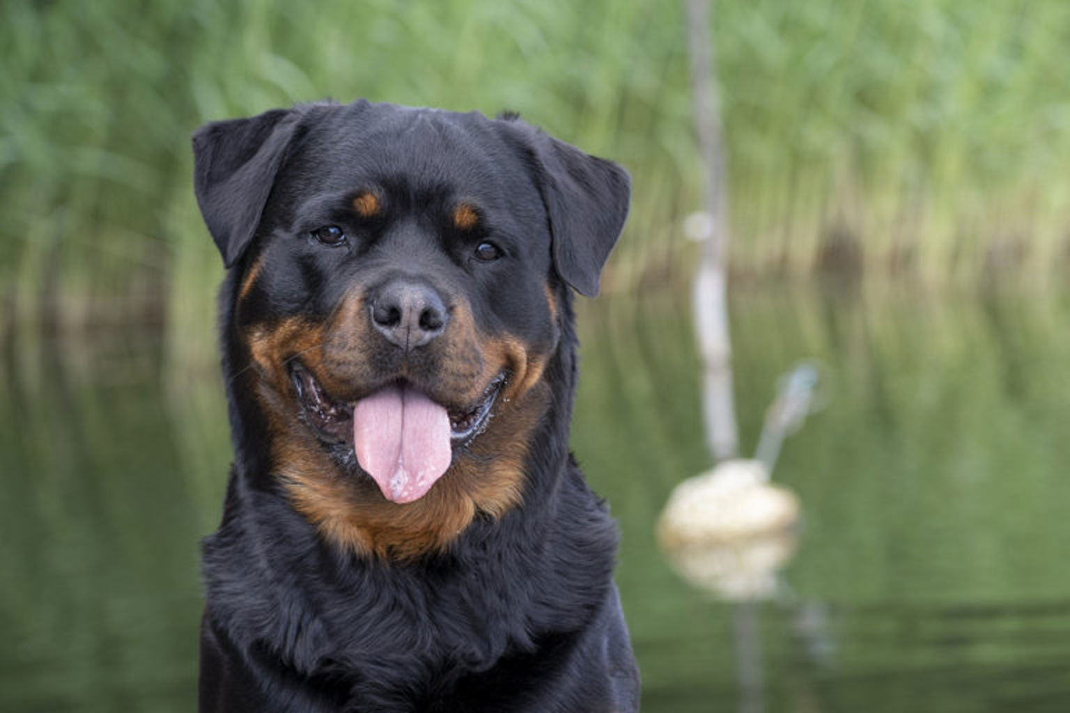 Porträttbild på rottweiler som sitter framför vatten