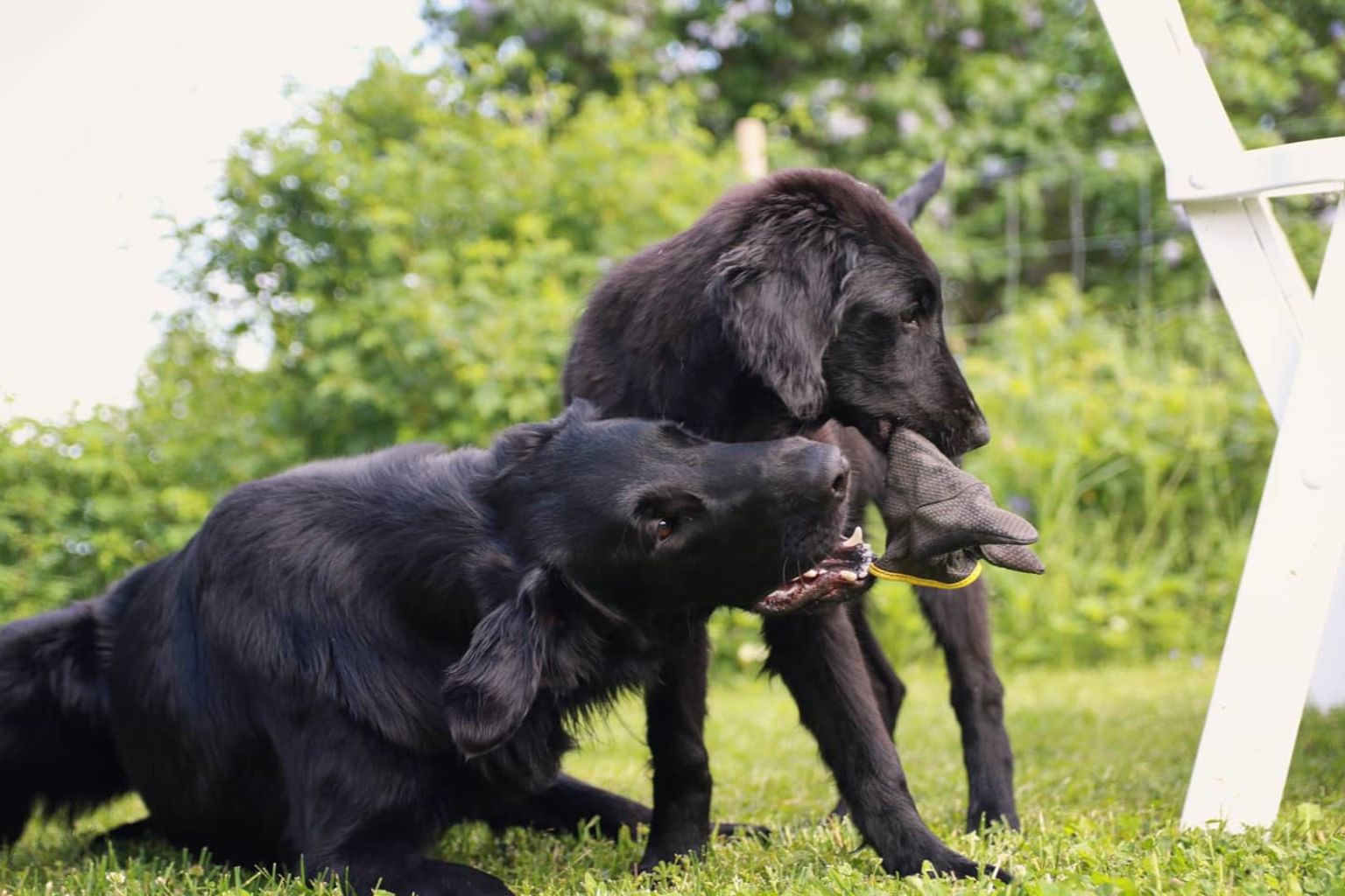 Två flatcoated retriever busar med en handske