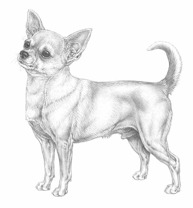 Chihuahua, korthårig