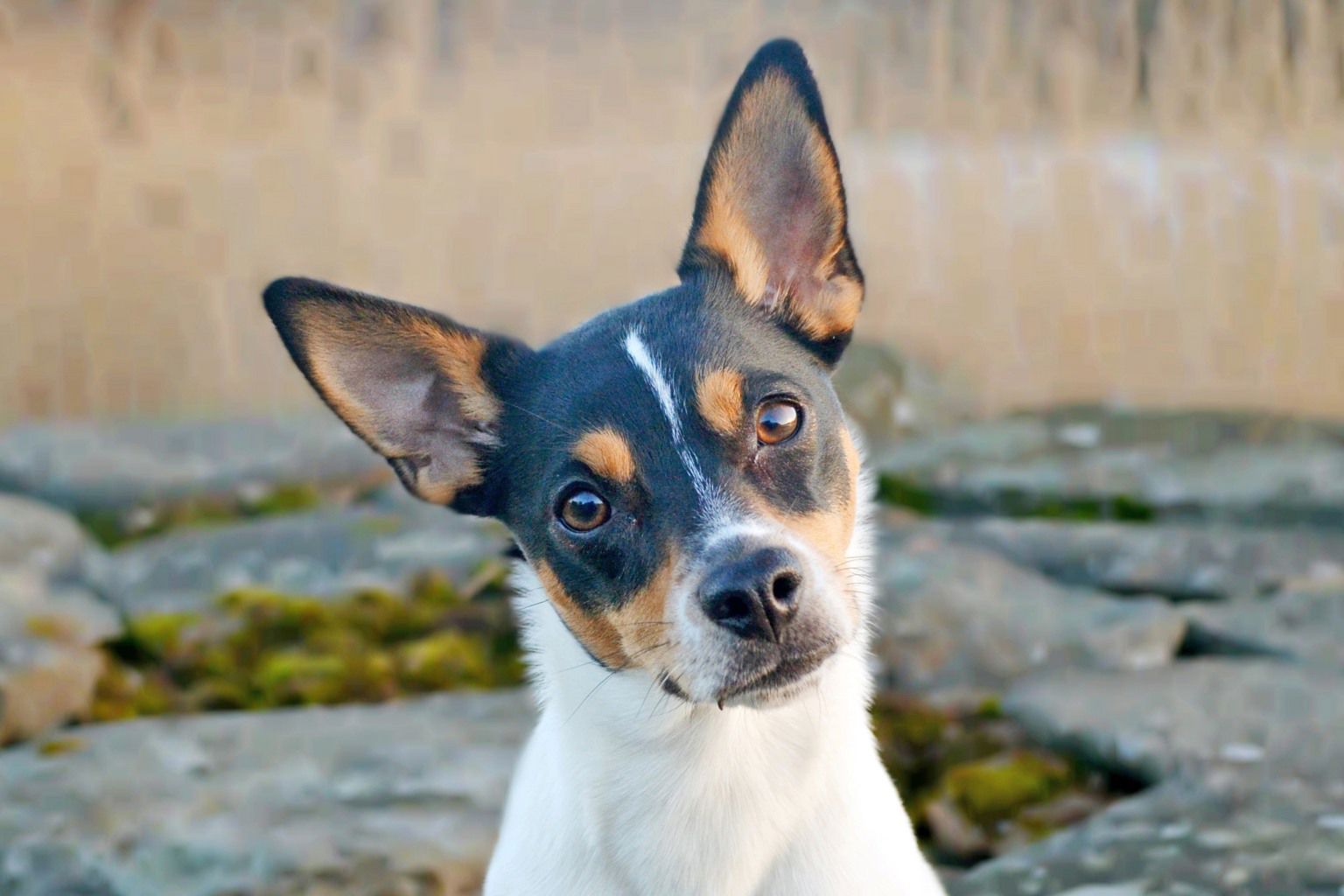 Dansk-svensk gårdshund med huvudet på sned