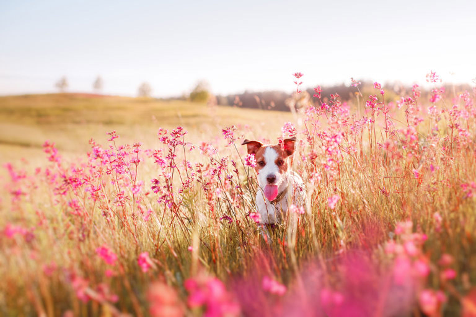 En hund som springer genom ett blomsterfält.