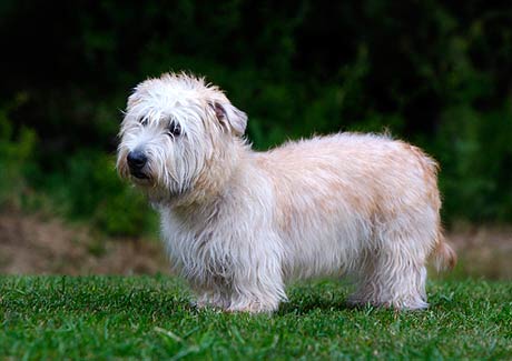 Irish glen of imaal terrier