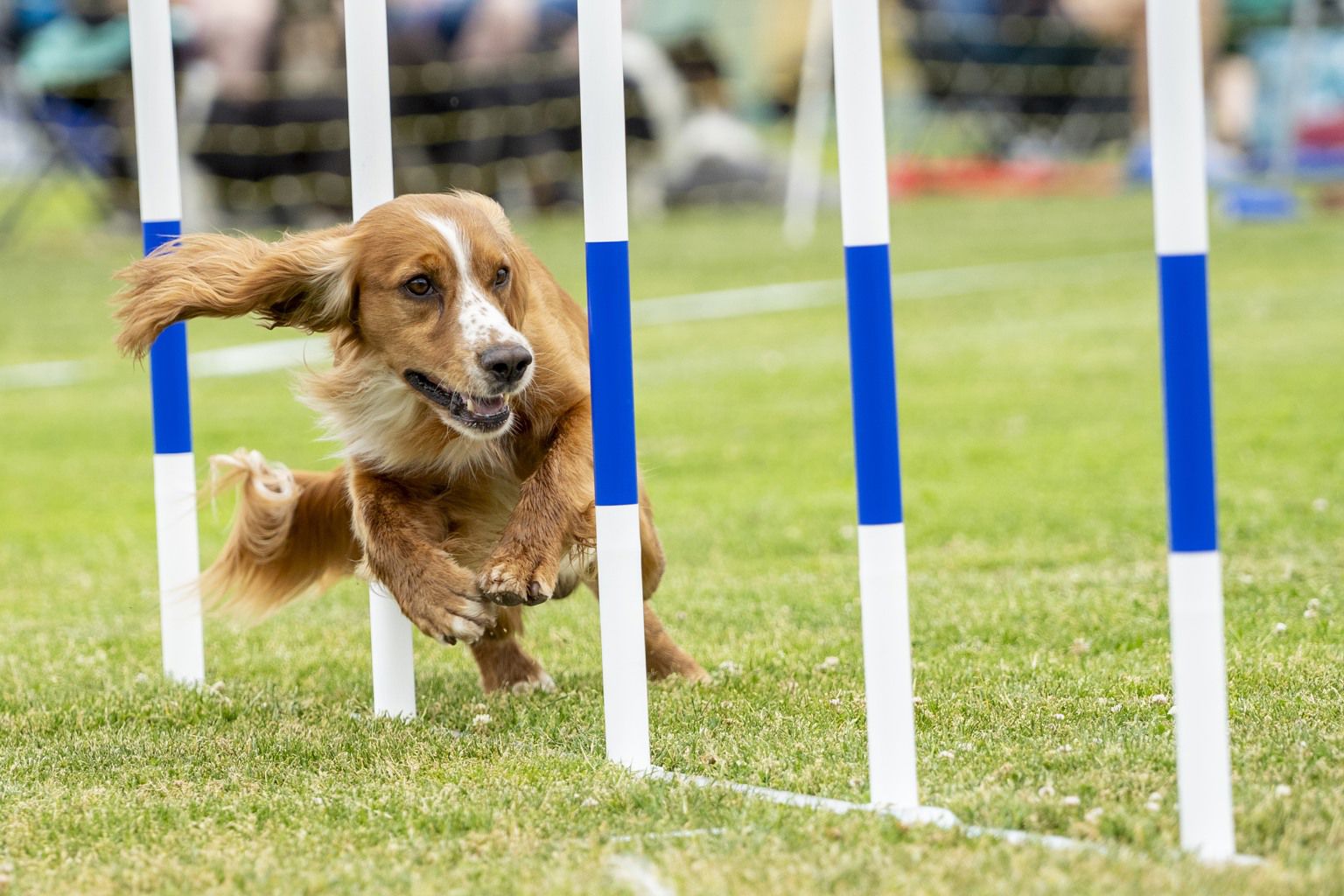 cocker spaniel tävlar i agility