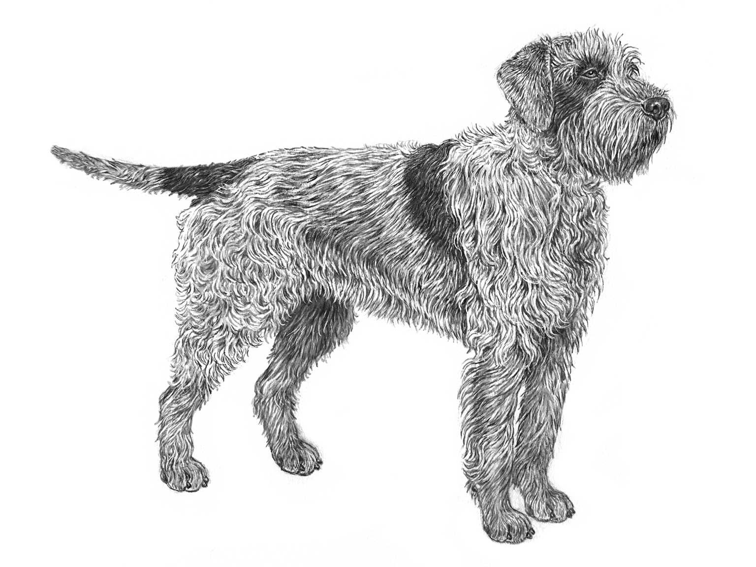 Illustration av hundrasen griffon d'arret à poil dur/korthals