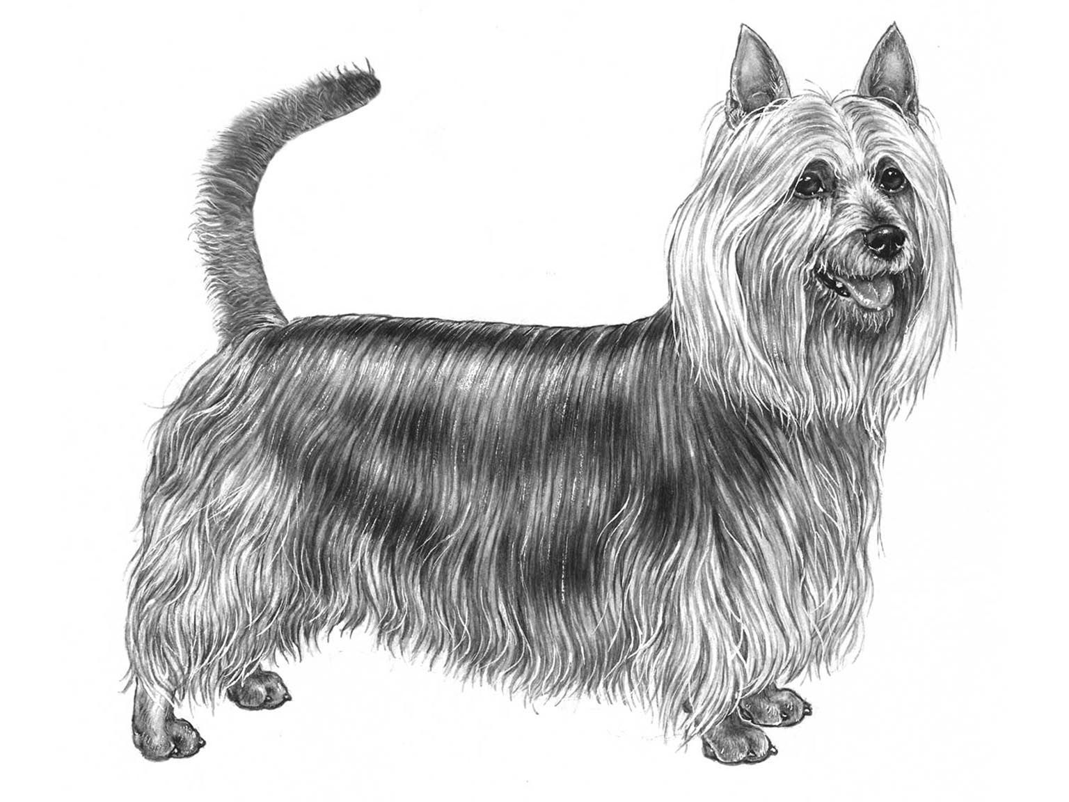 Illustration av hundrasen australisk silkyterrier
