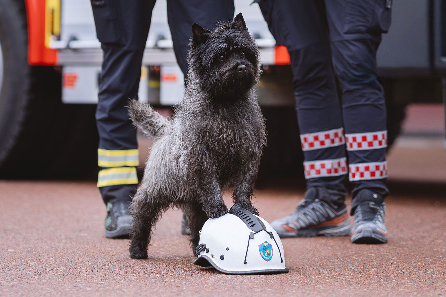 Årets bragdhund 2025 – cairnterriern Hasse står med tassarna på en brandmanshjälm